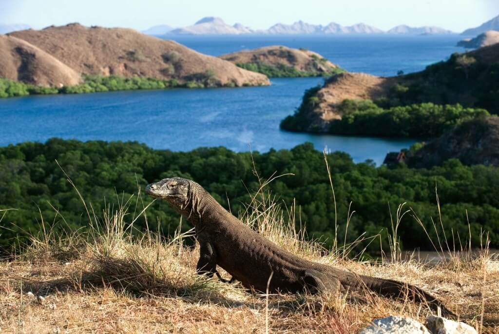 Công viên quốc gia Komodo